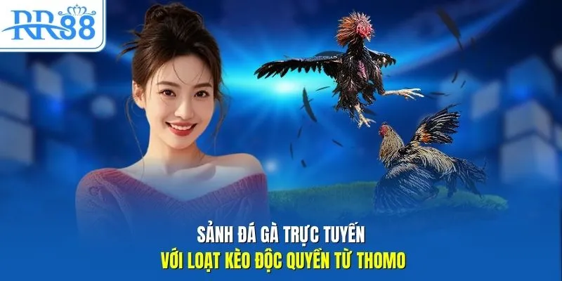 Sảnh đá gà trực tuyến với loạt kèo độc quyền từ Thomo